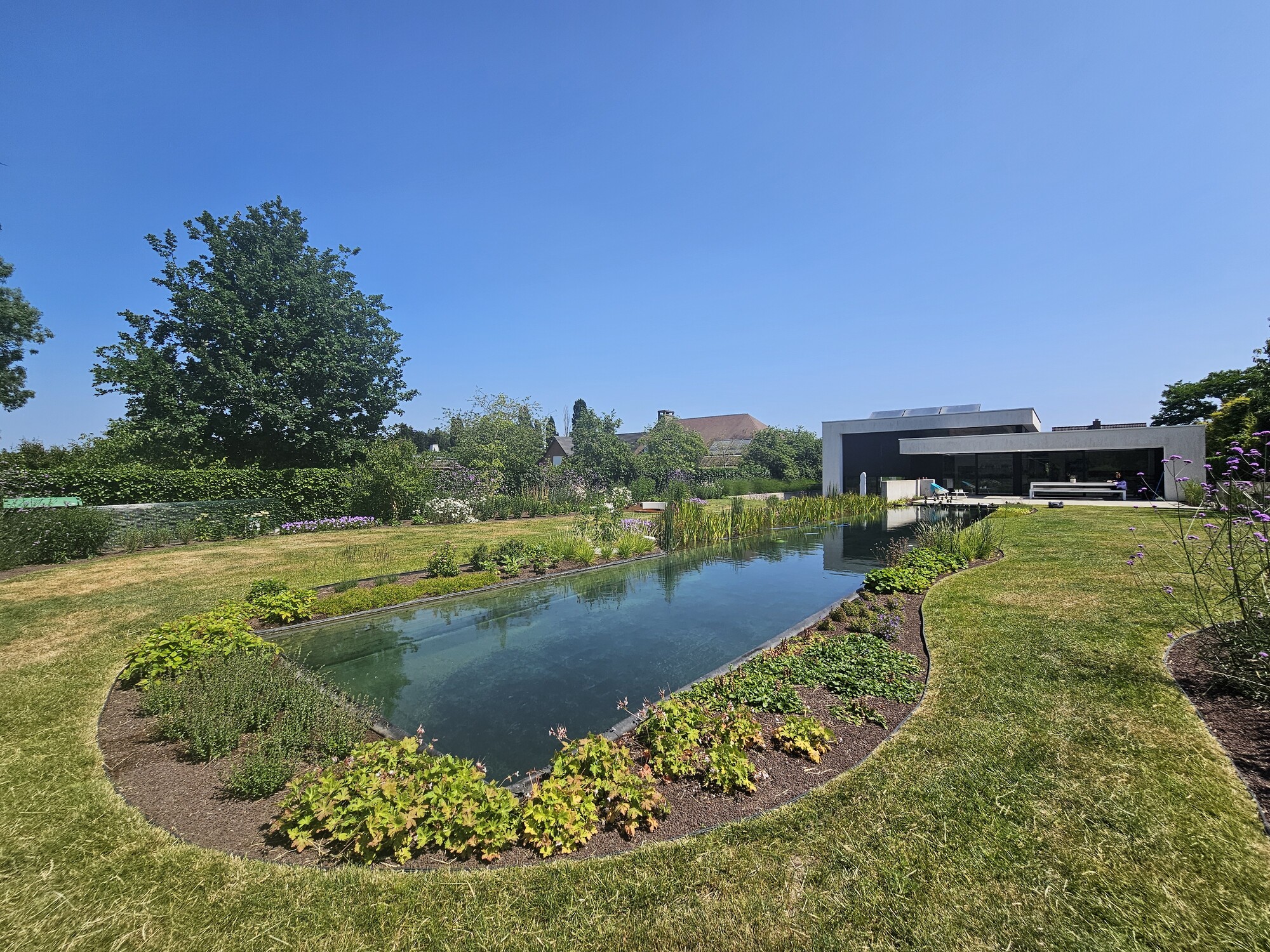 Pond with aquatic plants beside a mowed lawn under a clear blue sky
