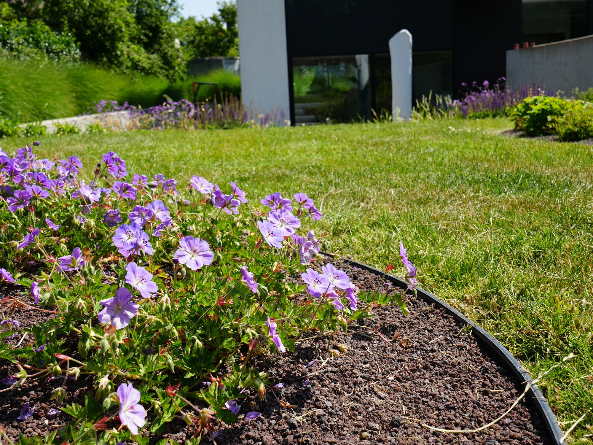 Modern concrete building with lawn and purple flowers in the foreground under a blue sky