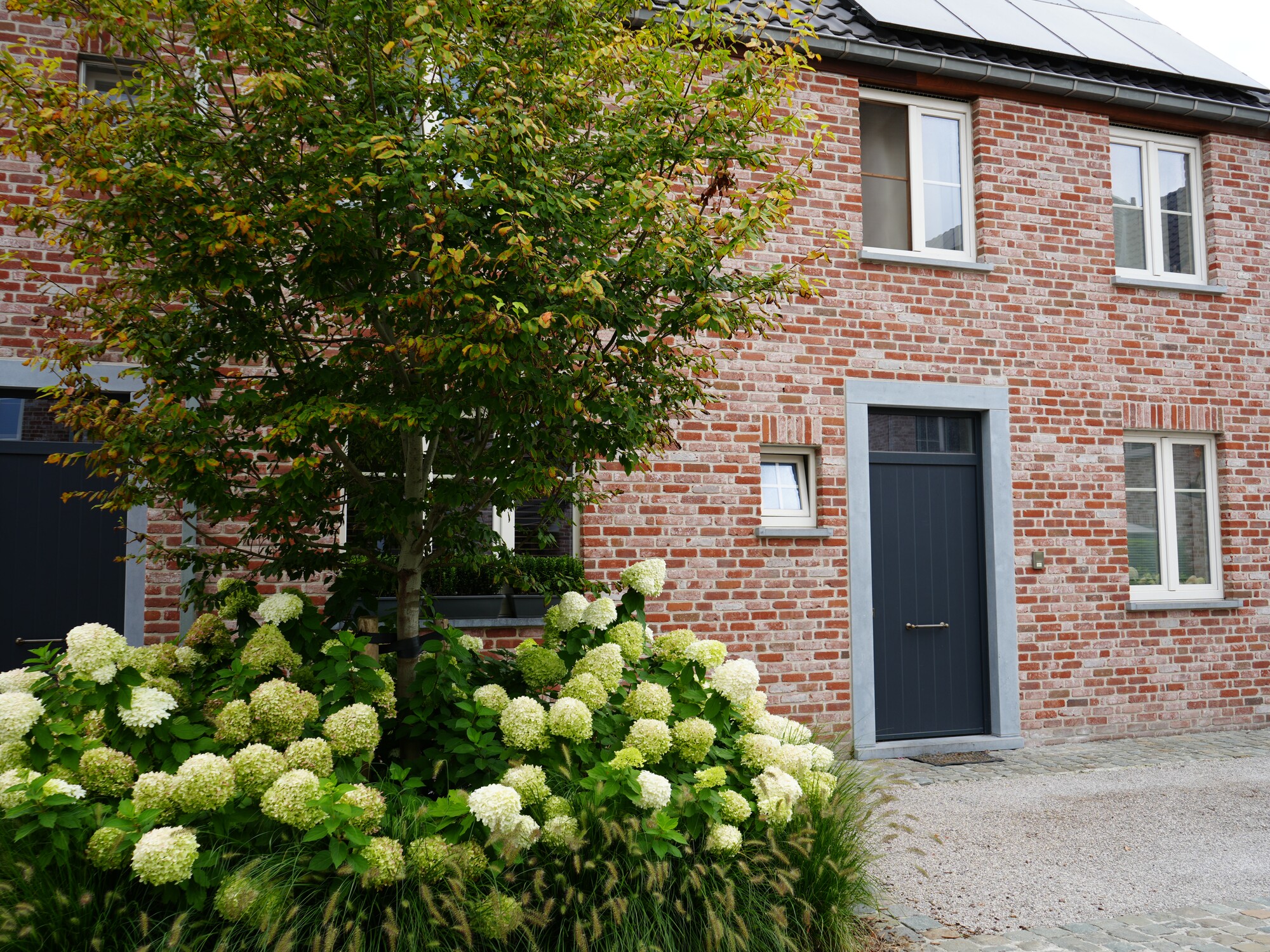Brick house with gray door and windows, framed by leafy tree and white hydrangeas