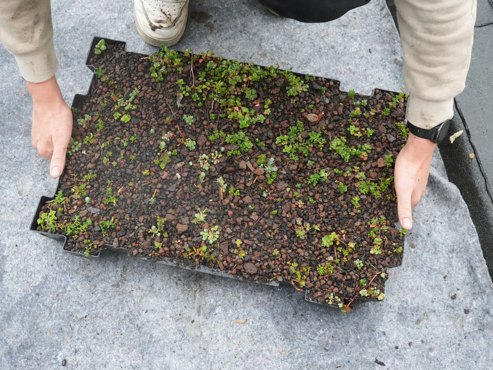 Des mains tenant un tapis couvert de terre avec de jeunes plants verts sur un sol en béton