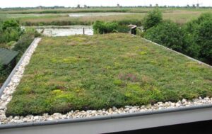 green roof